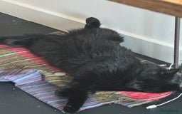 British Longhair cats for sale: Gorgeous Black Cats for New Loving Home  - Image 4
