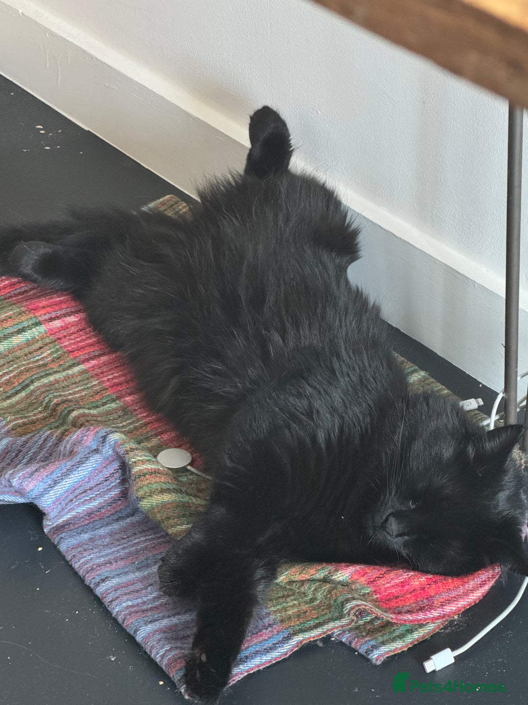 British Longhair cats for sale: Gorgeous Black Cats for New Loving Home  - Image 4