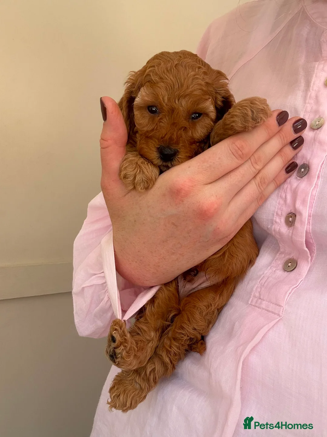Miniature Poodle dogs for sale: Beautiful Miniature Poodle Puppies in Loughborough - Advert 2