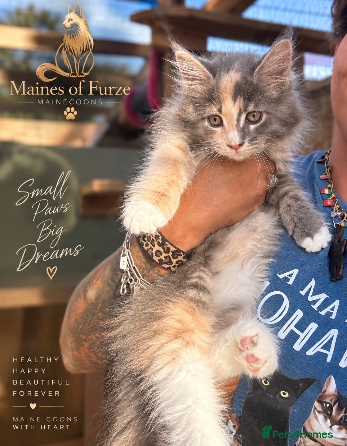 Maine Coon cats 🐾 FINAL ONE  -MAINE COON KITTENS 🐾 - Advert 1