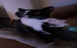 American Shorthair cats for sale: Suki the sweetheart - Image 6