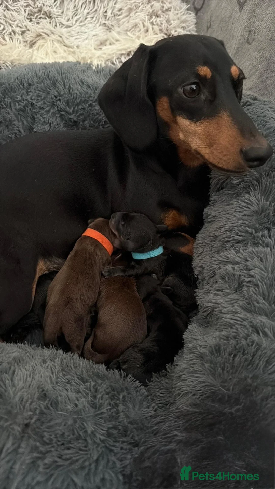 Miniature Dachshund dogs for sale: Miniature Dachshund Puppies-Ready to reserve - Advert 1