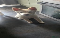 Mixed Breed dogs for sale: One Beautiful female chowski puppy  in Maesteg - Image 12