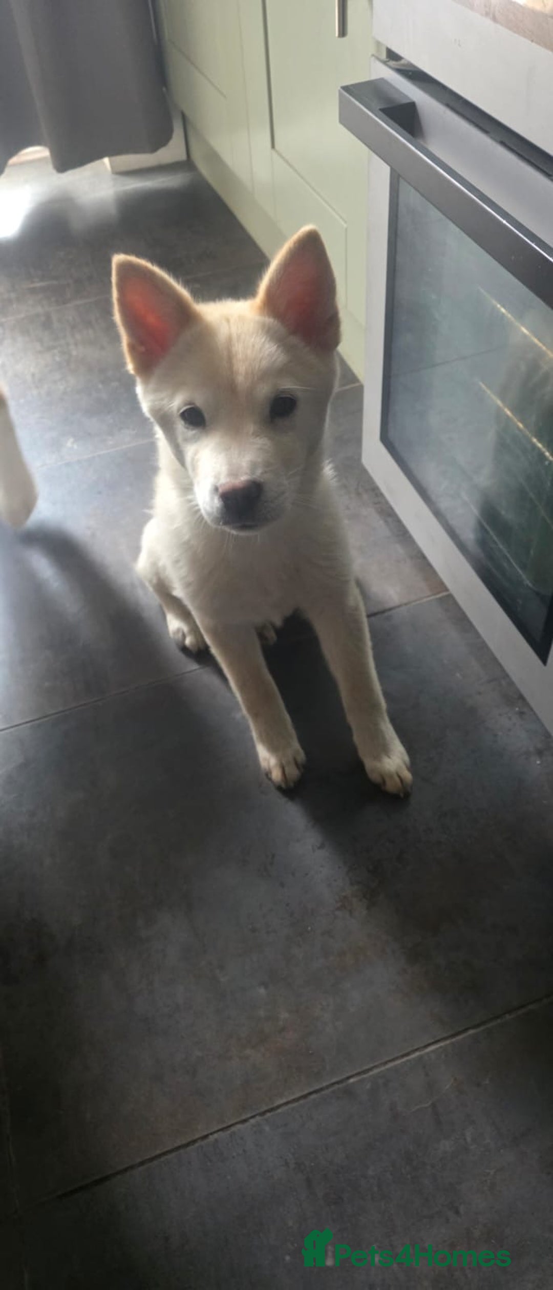 Mixed Breed dogs for sale: One Beautiful female chowski puppy  in Maesteg - Image 12
