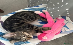 European cats for sale: Russian tabby 🥰 - Image 4
