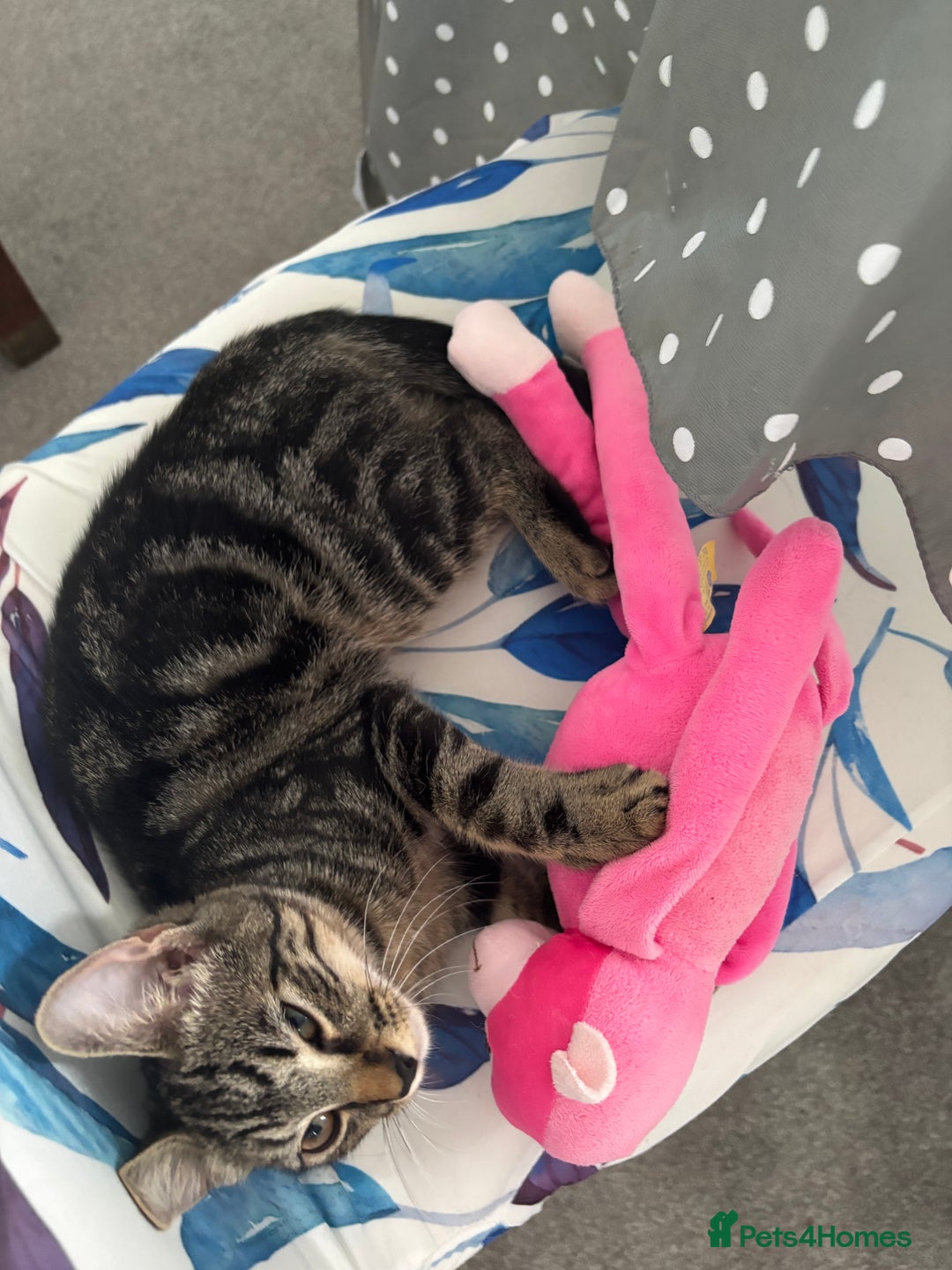 European cats for sale: Russian tabby 🥰 - Image 4