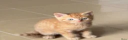 Mixed Breed cats for sale: 2 orange and 1 champagne male kittens - Advert 11