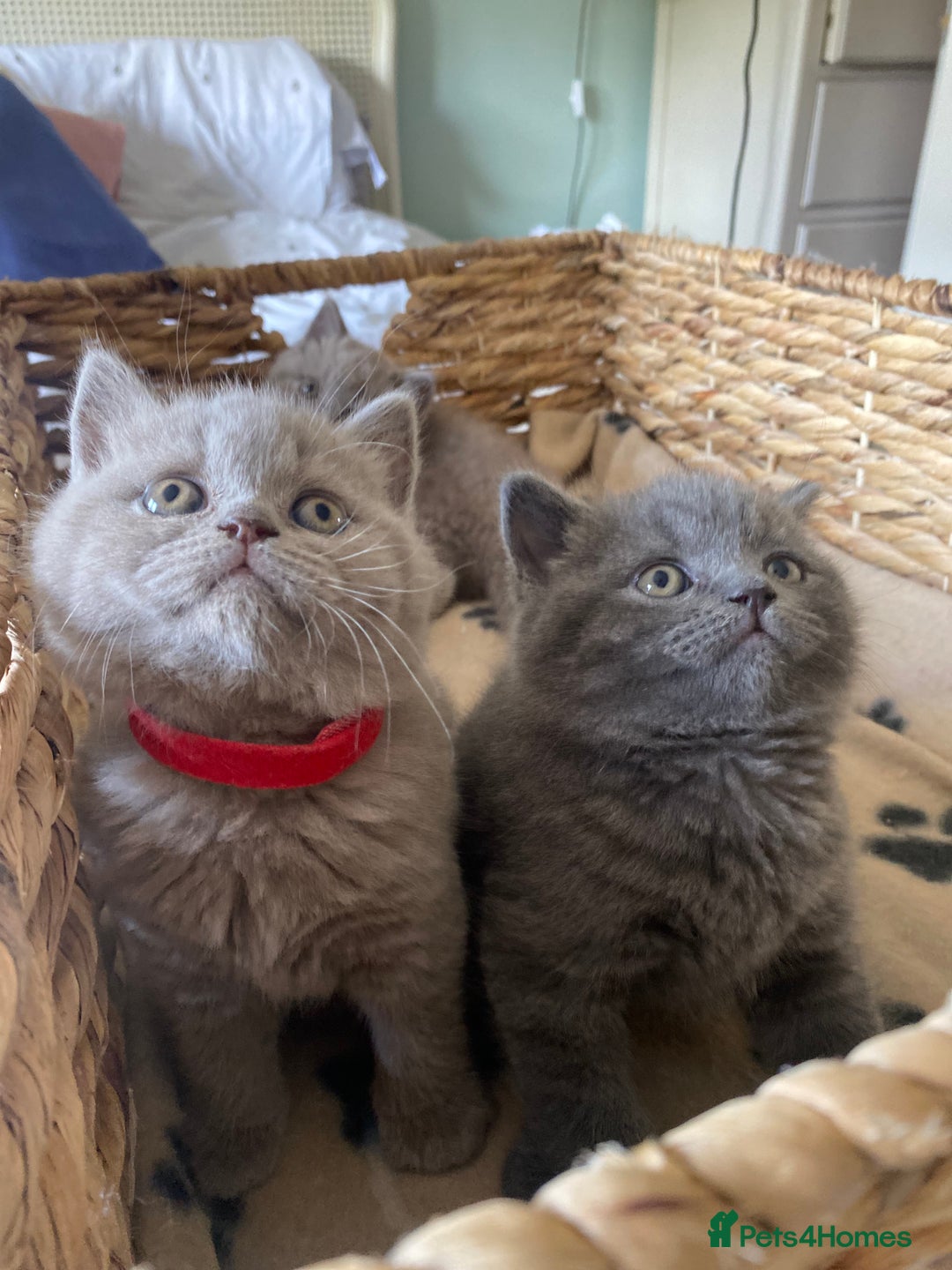 British Shorthair cats for sale: LAST 2 FEMALE kittens British shorthair kittens  in Maidstone - Image 8