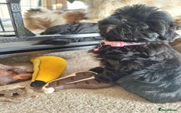 Shih Tzu dogs for sale: Shih tzu - Image 10