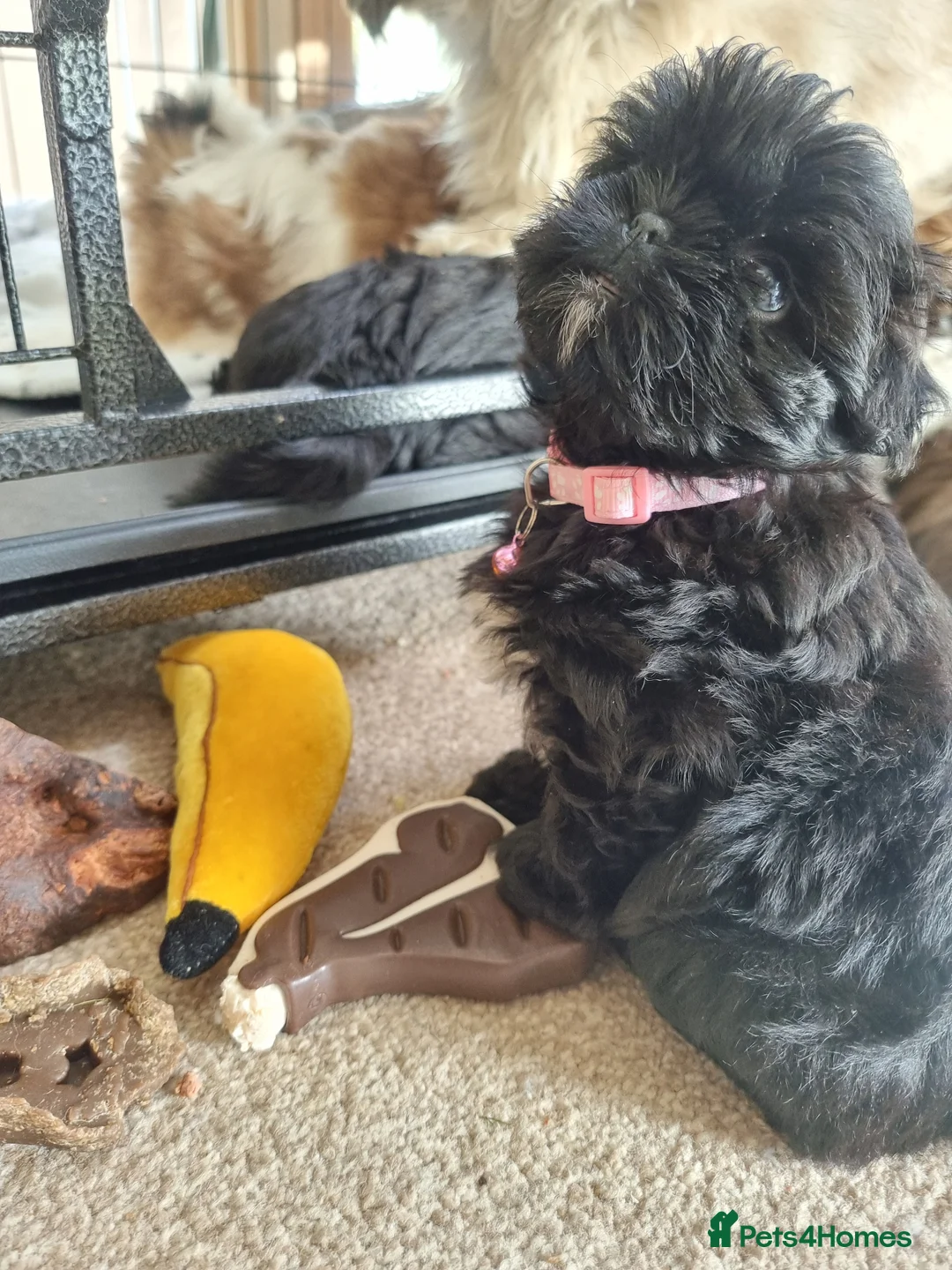 Shih Tzu dogs for sale: Shih tzu - Advert 10