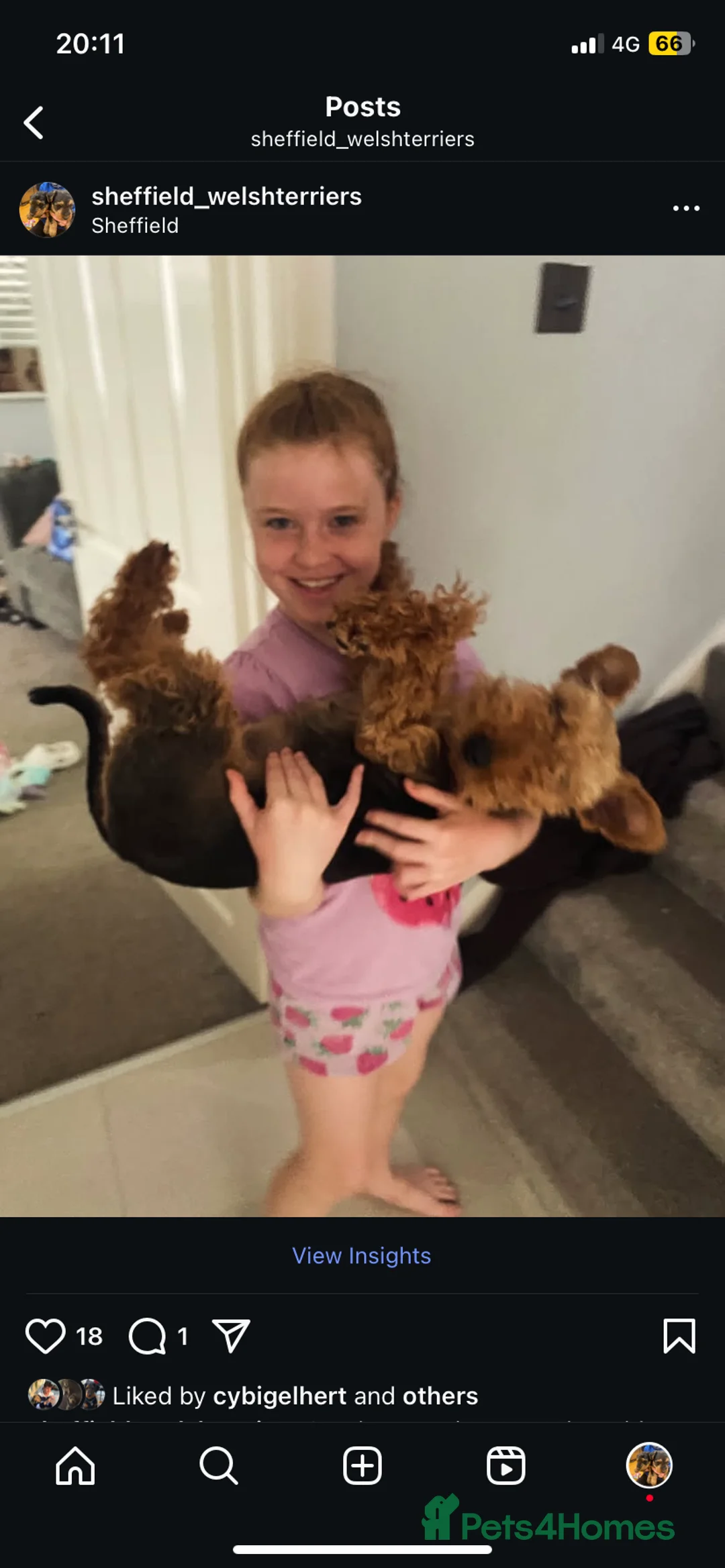 Welsh Terrier dogs for sale: PLL clear, Stunning KC reg Welsh Terrier Puppies - Advert 10