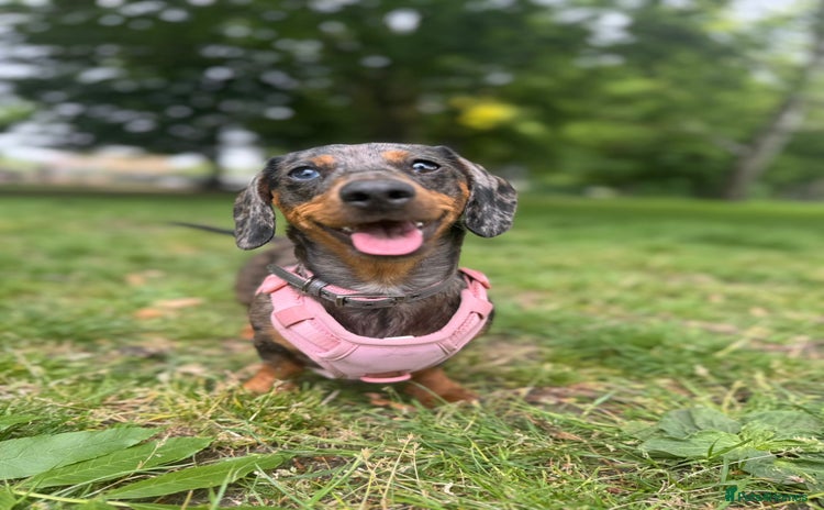 Miniature Dachshund dogs - Advert 1