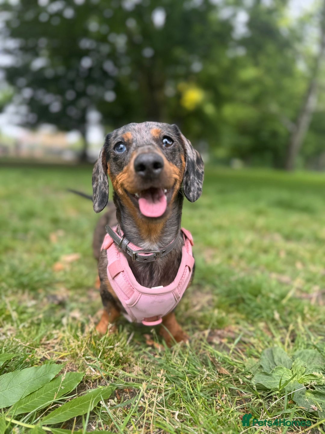Miniature Dachshund dogs for sale: Loving Foster Home Wanted for My Loving Dachshund - Image 1