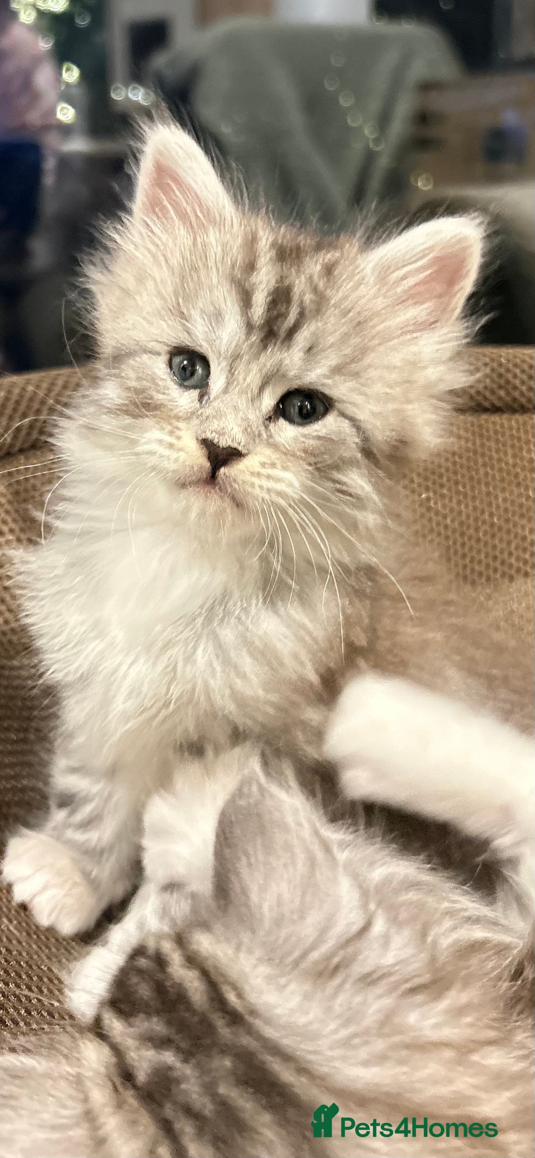 Maine Coon cats for sale: Stunning Purebred Maine Coon Kittens 😺  - Advert 9