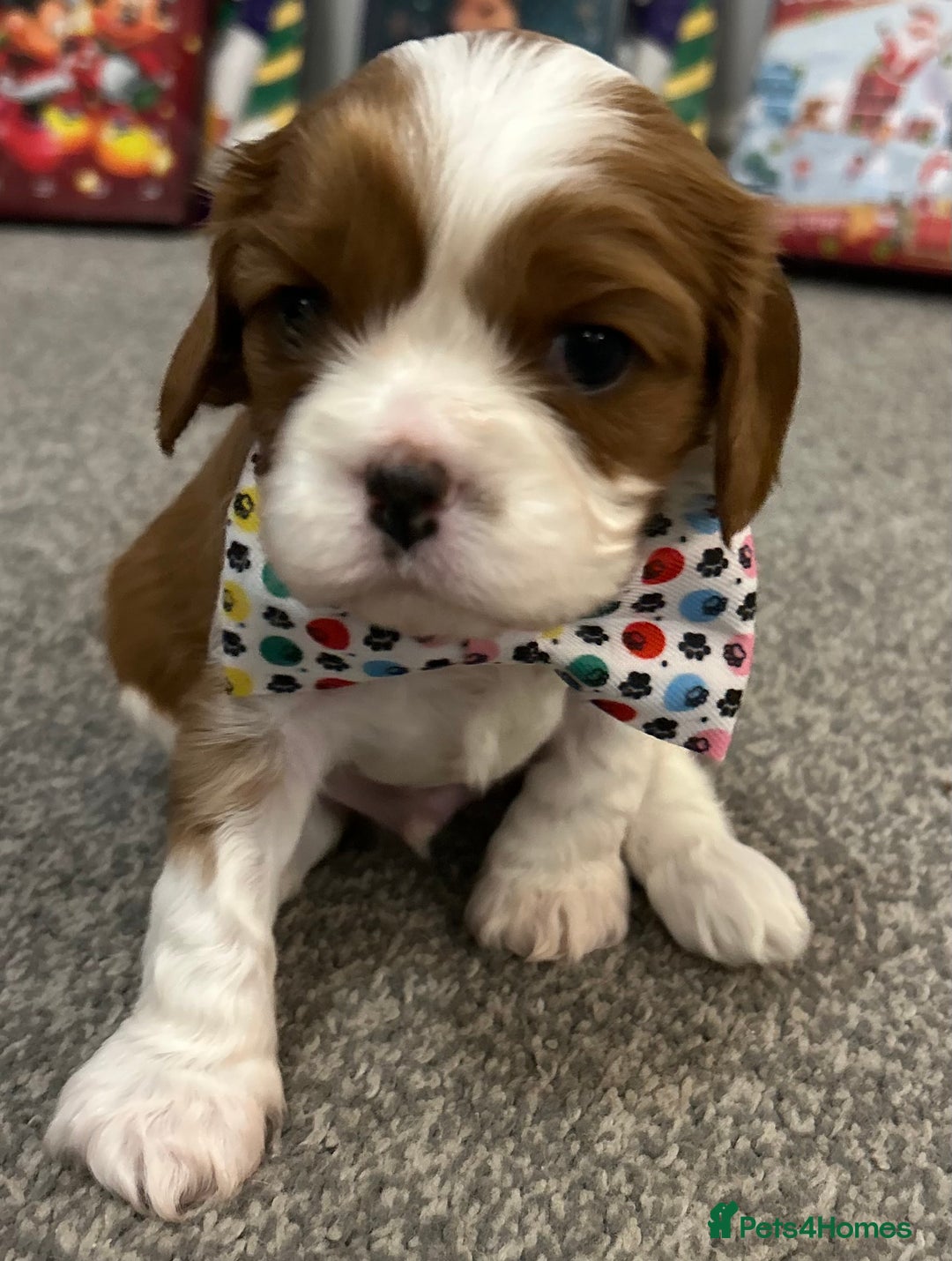 Cavalier King Charles Spaniel dogs for sale: KC registered Cavalier King Spaniel puppies - Advert 13