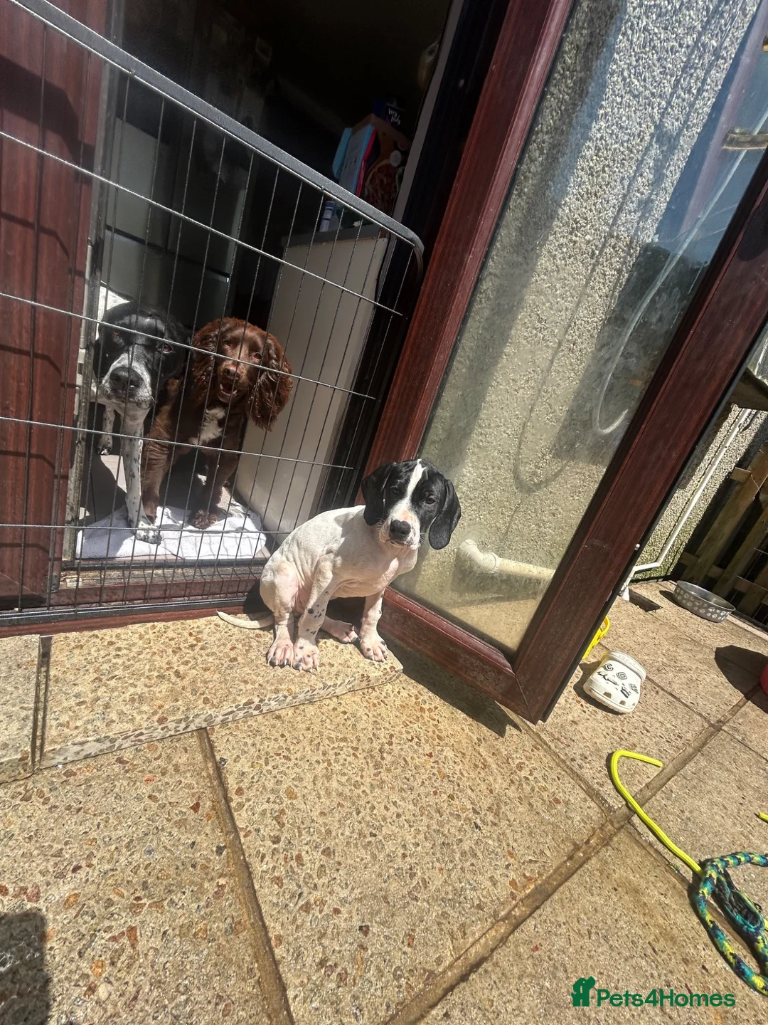 Pointer dogs for sale: *3 Boys Left* KC English Pointers *Ready Now* - Advert 2