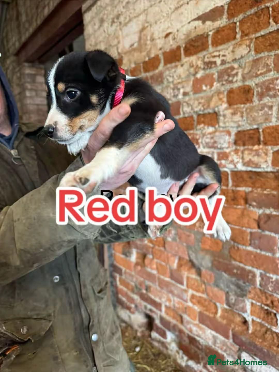 Mixed Breed dogs for sale: Collie pups for sale, ready now  - Advert 6