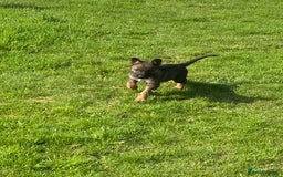 German Shepherd dogs for sale: German shepherd  - Image 10