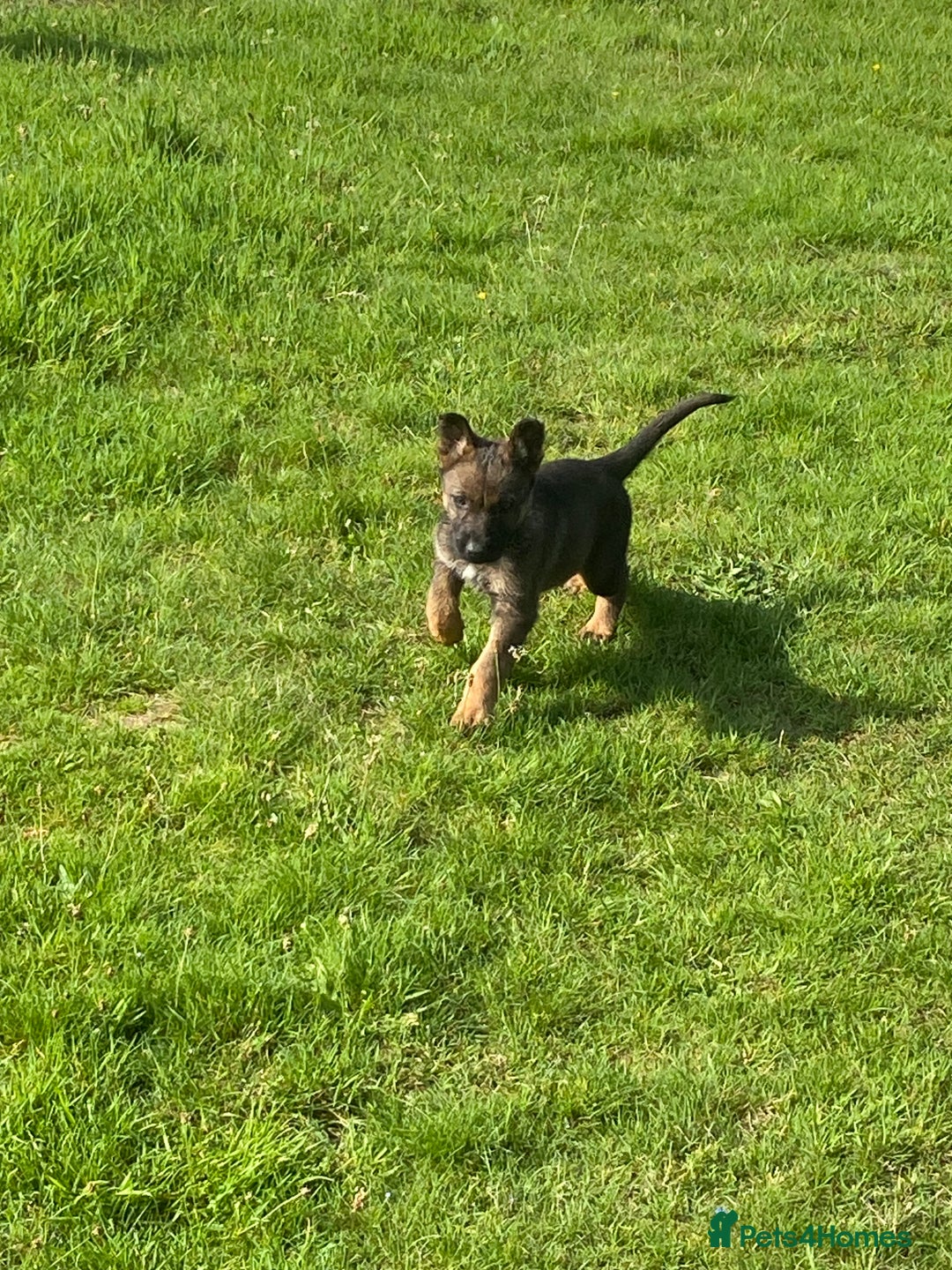 German Shepherd dogs for sale: German shepherd  - Image 10
