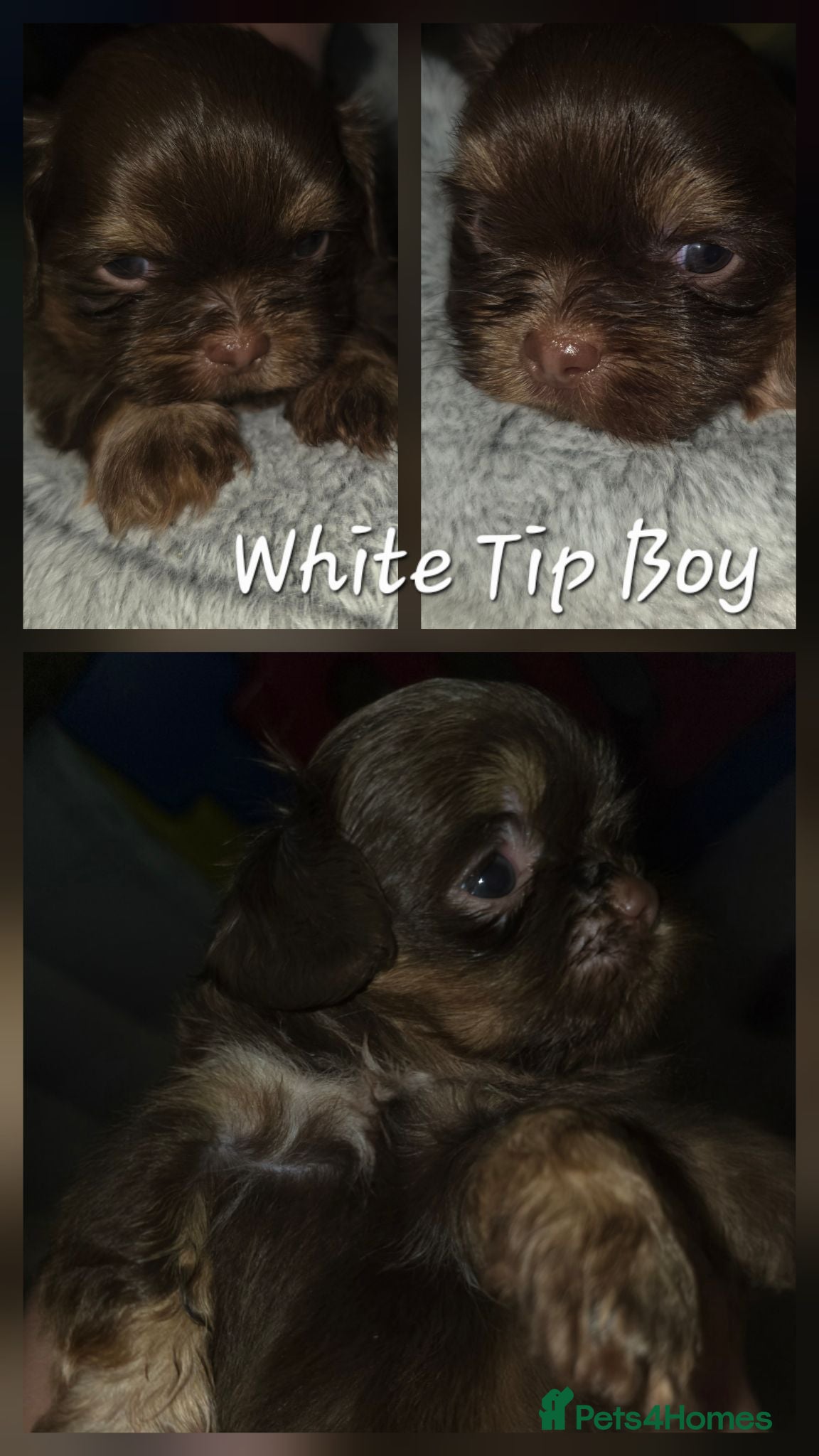 Shih Tzu dogs Imperial Chocolate Shih Tzu puppies - Advert 1
