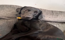 Labrador Retriever dogs for sale: RESERVED Black Labrador girl  - Image 8