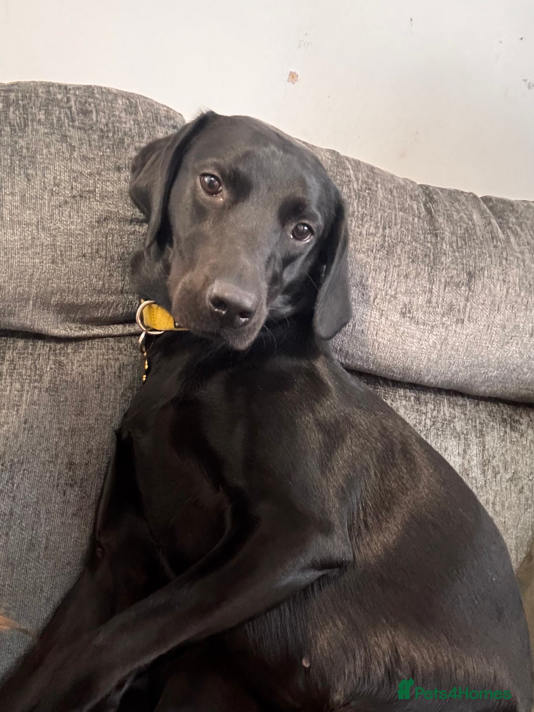 Labrador Retriever dogs for sale: RESERVED Black Labrador girl  - Image 8
