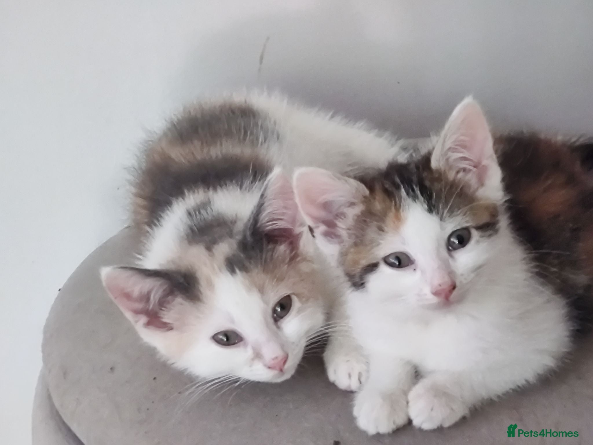 British Shorthair cats Two stunning kittens, to go together. - Advert 15