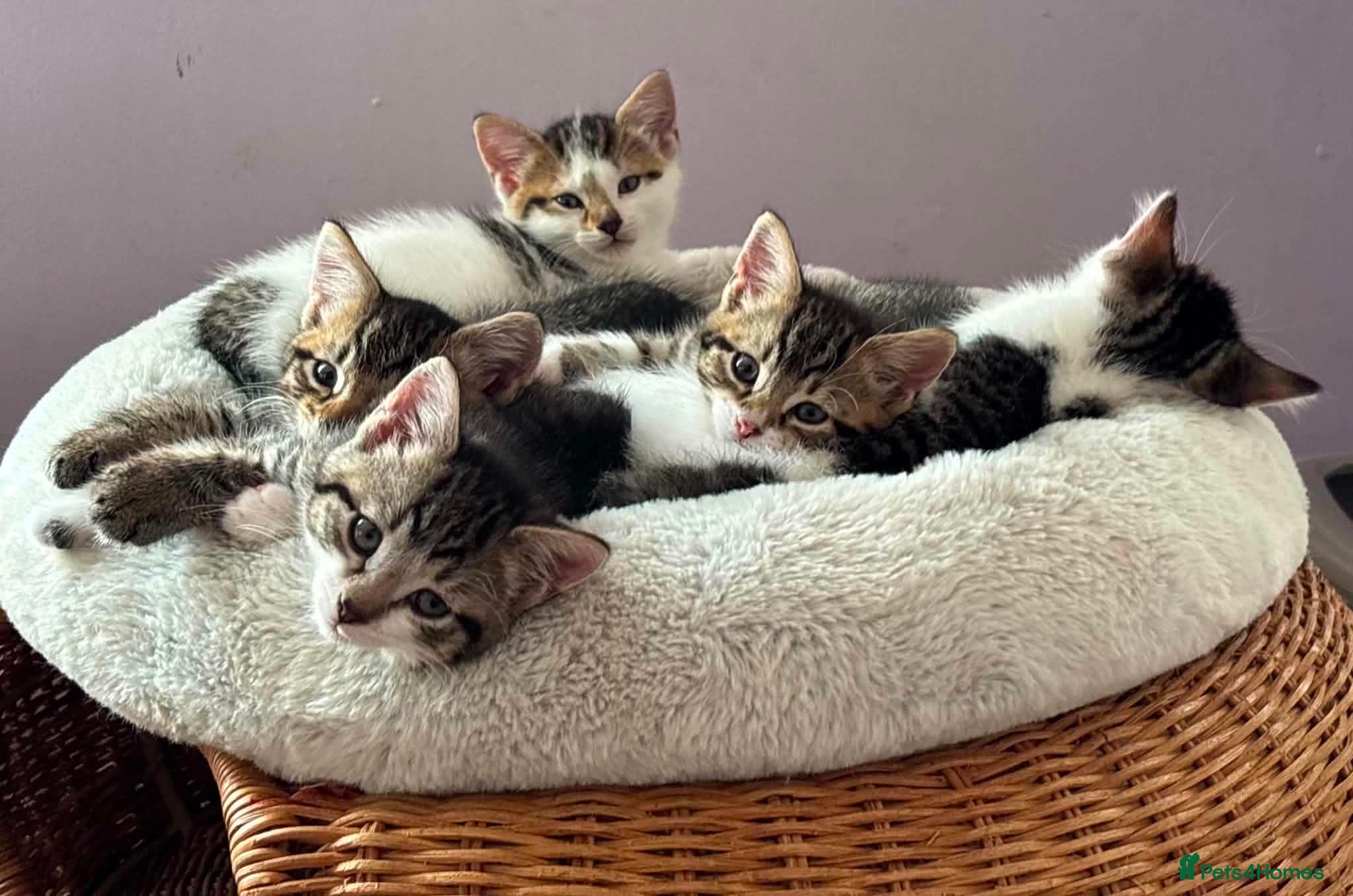 Mixed Breed cats Litter of 6 Kittens  - Advert 3
