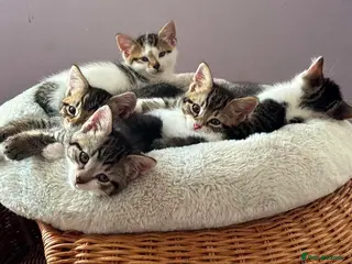 Mixed Breed cats Litter of 6 Kittens - Advert 7