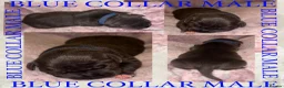 Staffordshire Bull Terrier dogs for sale: Beautiful Blue Staffy Pups - Advert 11