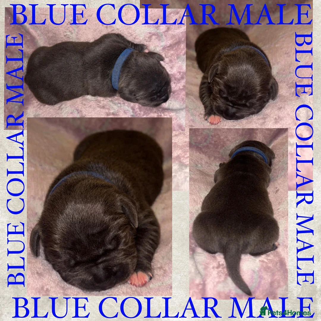 Staffordshire Bull Terrier dogs for sale: Beautiful Blue Staffy Pups - Advert 11