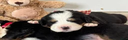 Bernese Mountain Dog dogs for sale: KC Registered Bernese Mountain Dog Puppies - Advert 5