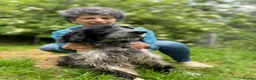 English Setter dogs for adoption: Terry in Norwich - Advert 2
