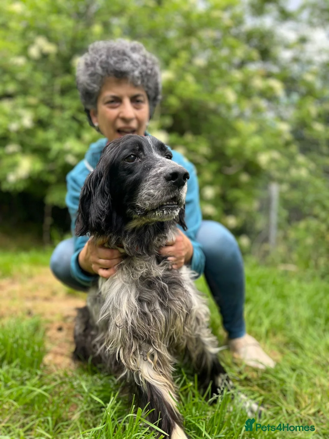 English Setter dogs for adoption: Terry in Norwich - Advert 2