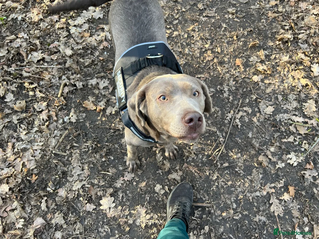 Labrador Retriever dogs for sale: Silver labrador  - Advert 1