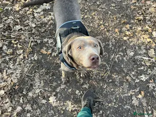 Labrador Retriever dogs Silver labrador - Advert 1