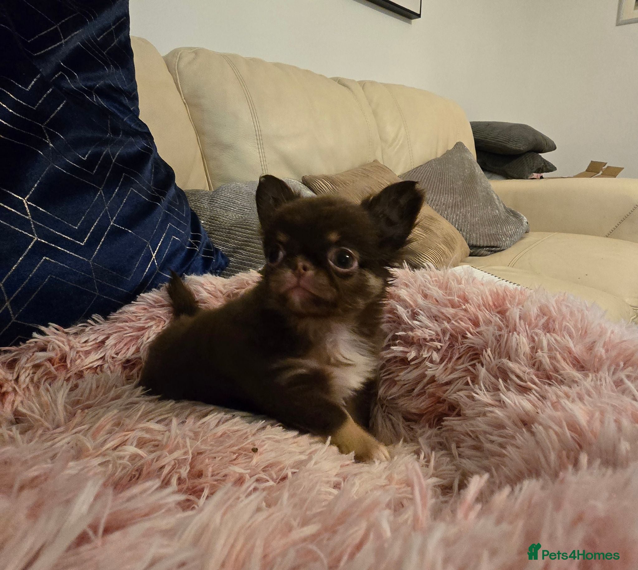 Chihuahua dogs XX quality chihuahua chocolate longcoat puppies XX - Advert 2