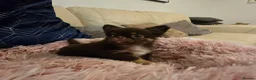 Chihuahua dogs for sale: XX quality chihuahua chocolate longcoat puppies XX - Advert 5