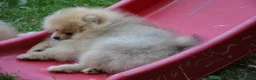 Pomeranian dogs for sale: Bentley – Beautiful Silver-Toned Pomeranian Boy 🐾 - Advert 18