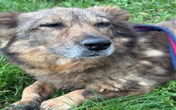 Mixed Breed dogs for adoption: Tommy - Gravesend. Kent  - Advert 7