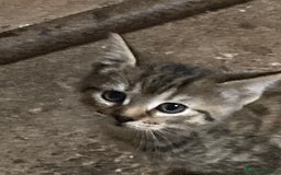 Mixed Breed cats for sale: Playful kittens for sale - Image 7