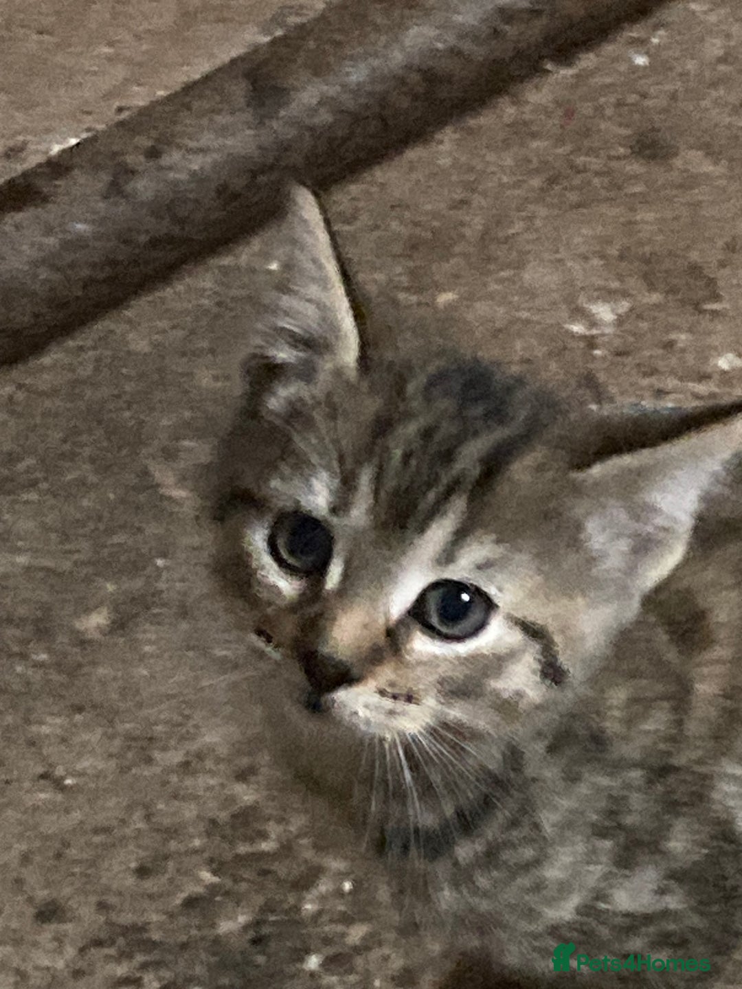 Mixed Breed cats for sale: Playful kittens for sale - Image 7