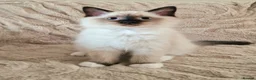 Ragdoll cats for sale: 2 Beautiful Ragdoll Kittens - Advert 6