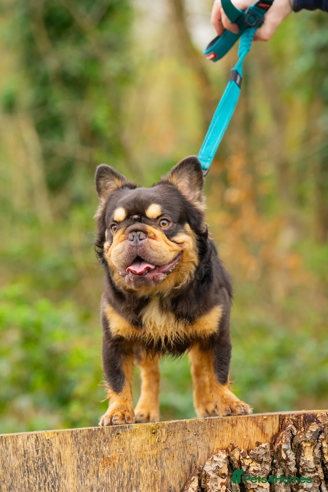 French Bulldog dogs for stud: Visual Big 🧶 Fluffy Stud in Abertillery - Advert 12