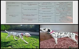 Dalmatian dogs for sale: Kc registered dalmatians  - Image 4