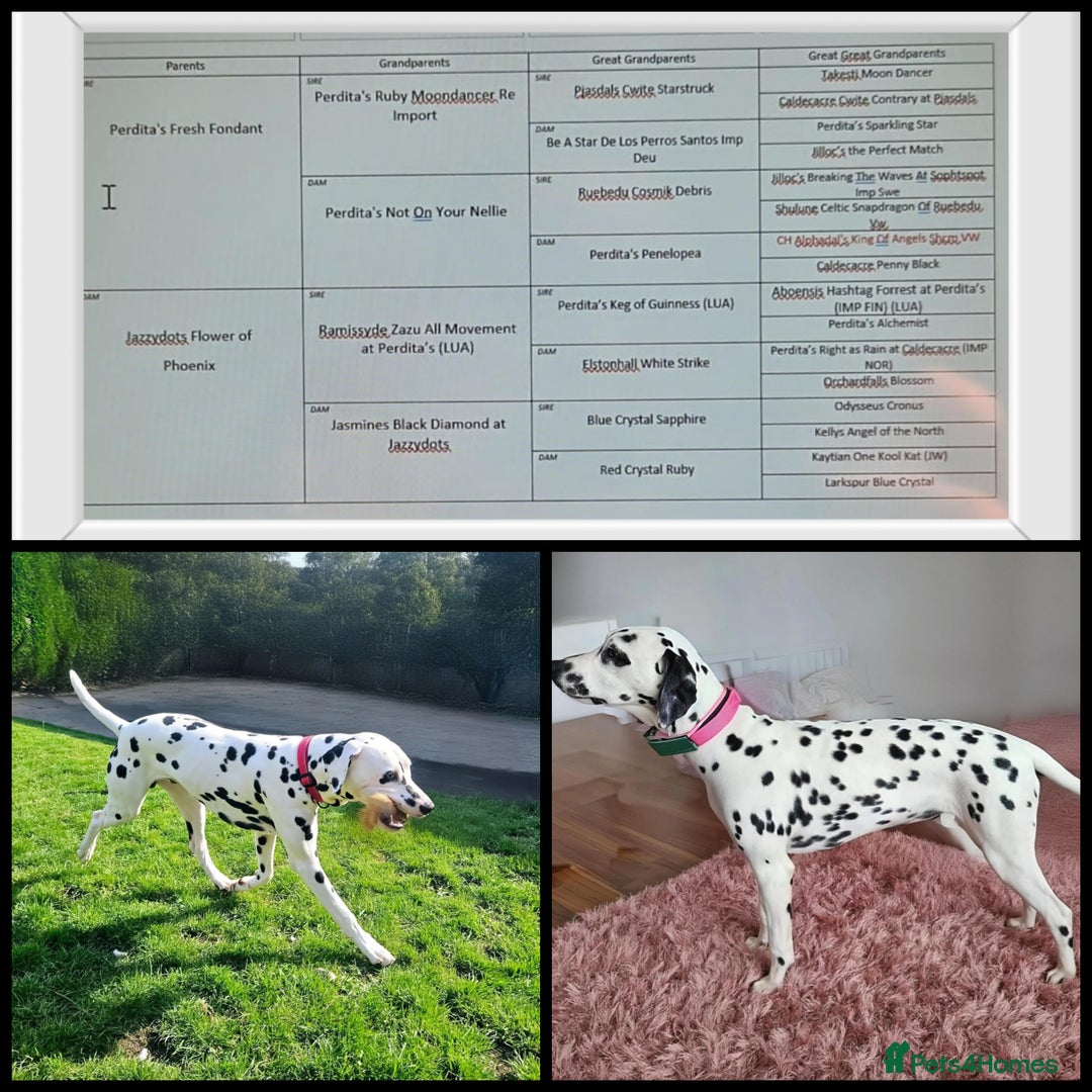 Dalmatian dogs for sale: Kc registered dalmatians  - Image 4