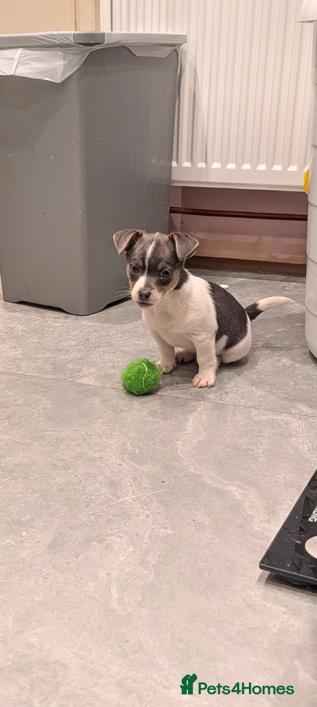 Jack Russell dogs Quality Miniature Jack Russells  - Advert 15