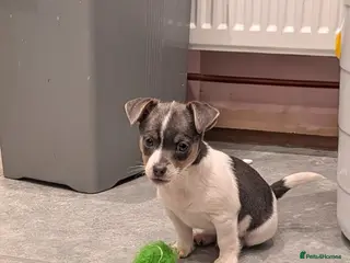 Jack Russell dogs Quality Miniature Jack Russells - Advert 15