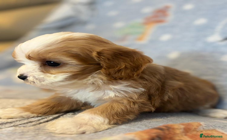 Cavapoo dogs Stunning Cavapoo pups from family home  - Advert 2