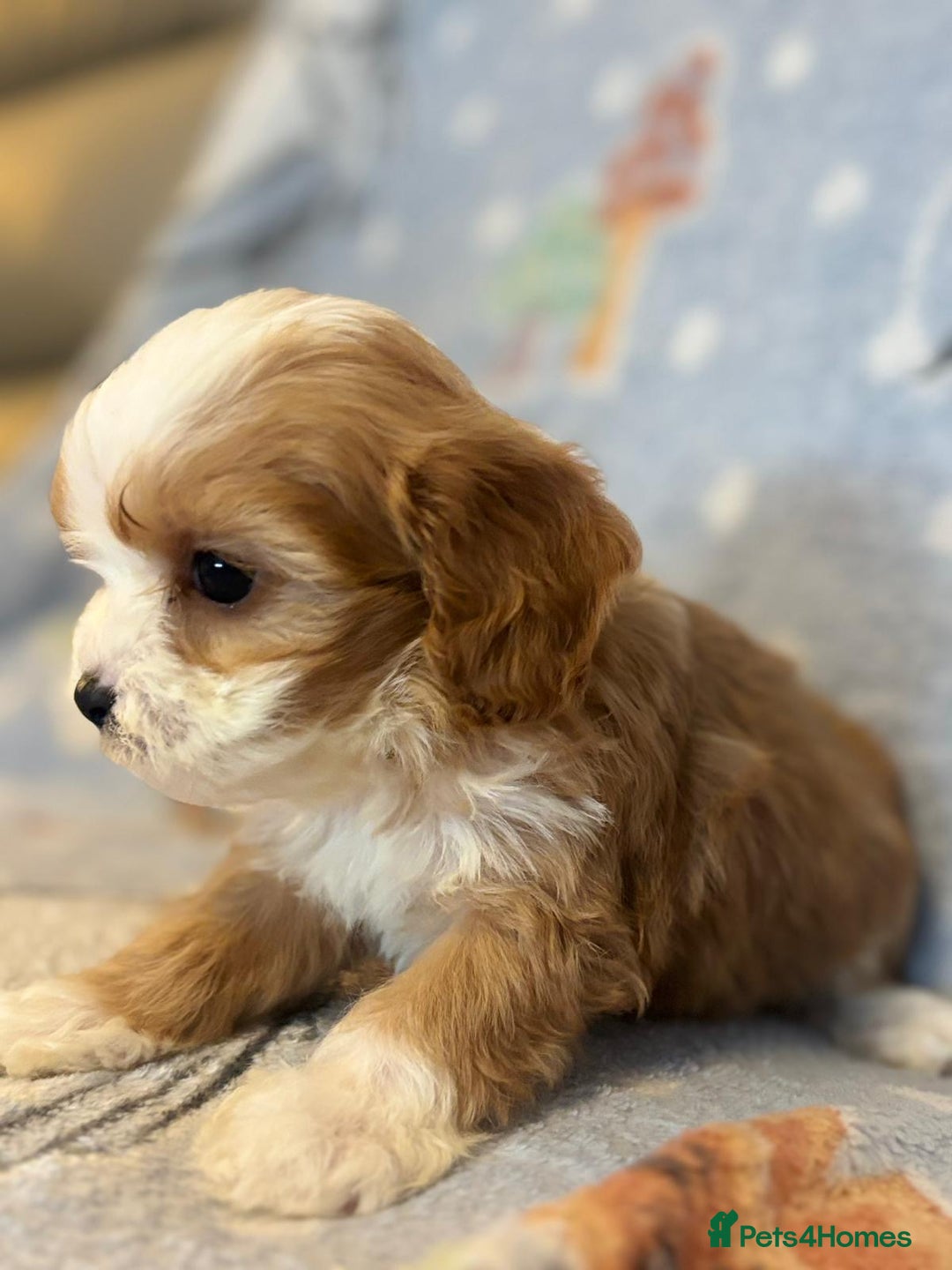 Cavapoo dogs for sale: Stunning Cavapoo pups from family home  - Advert 1